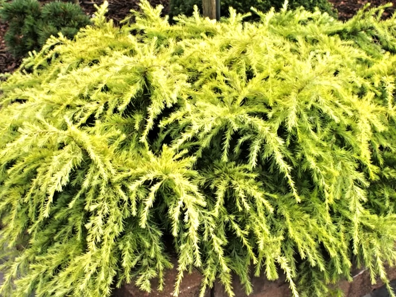 Cedrus deodara 'Lime Glow' Jehličnaté dřeviny Zahradnictví Franc